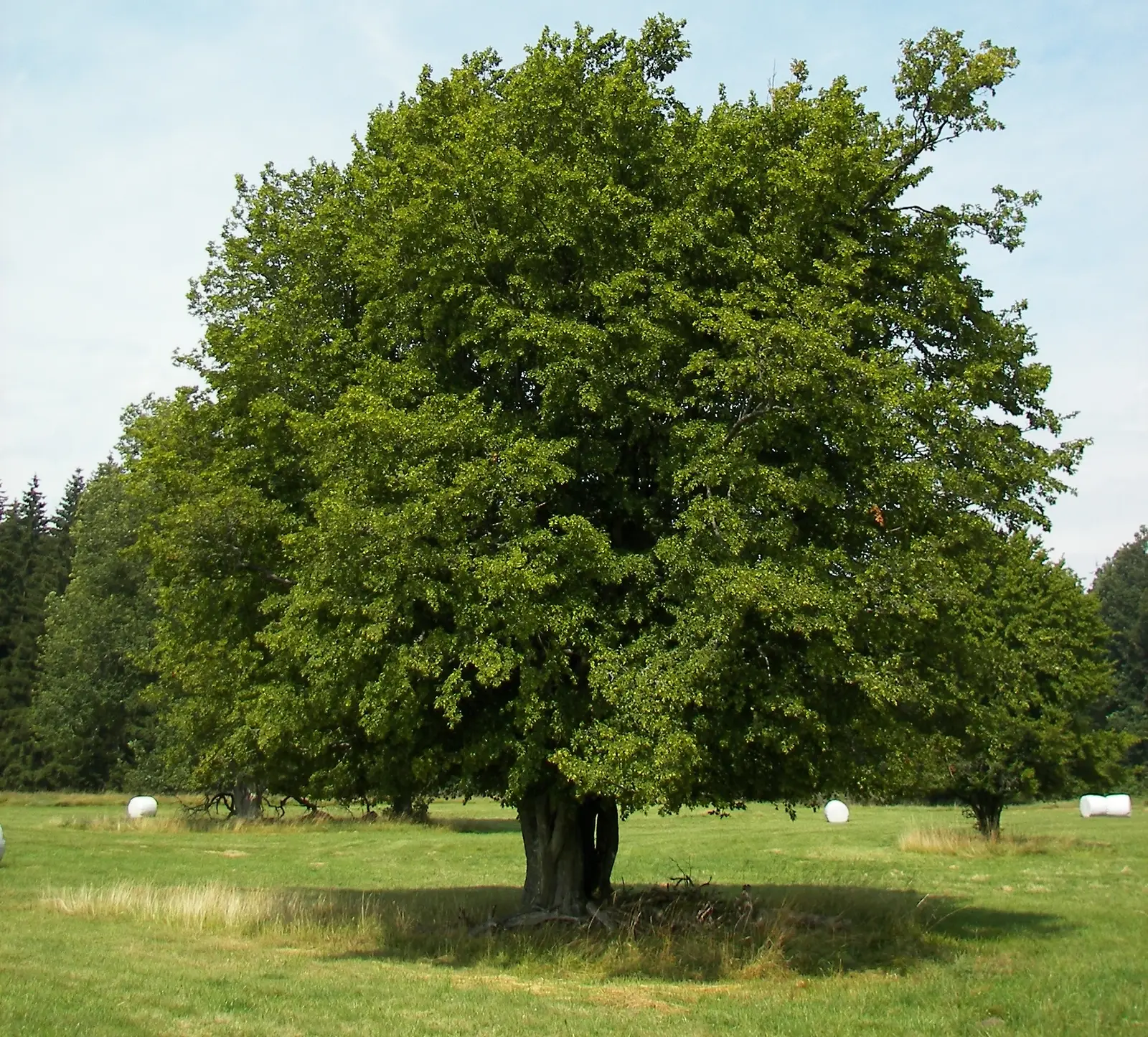 Paprastasis skroblas