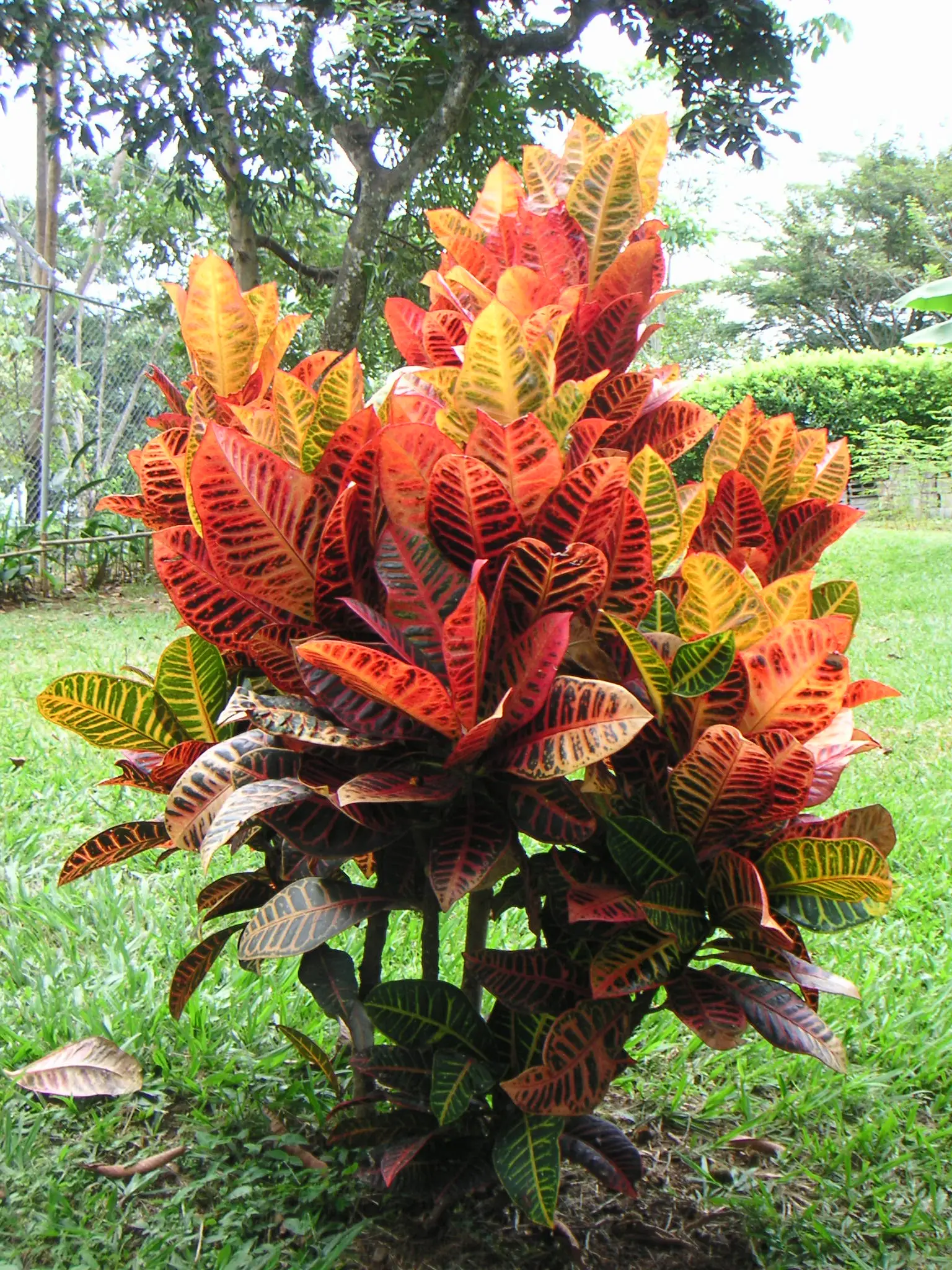Kotonas 'Banana' (Krotonas)