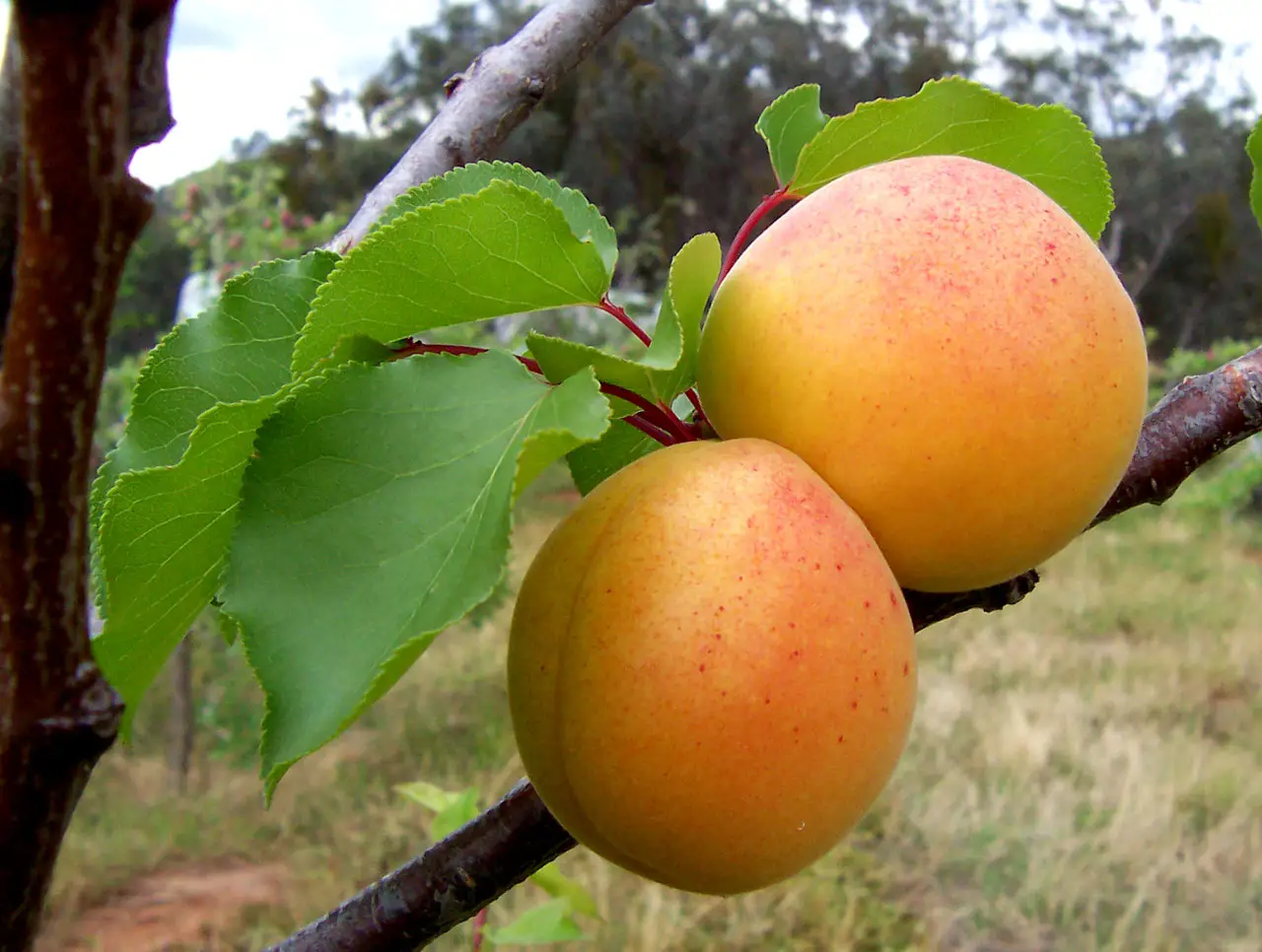 Abrikosas 'Harcot'