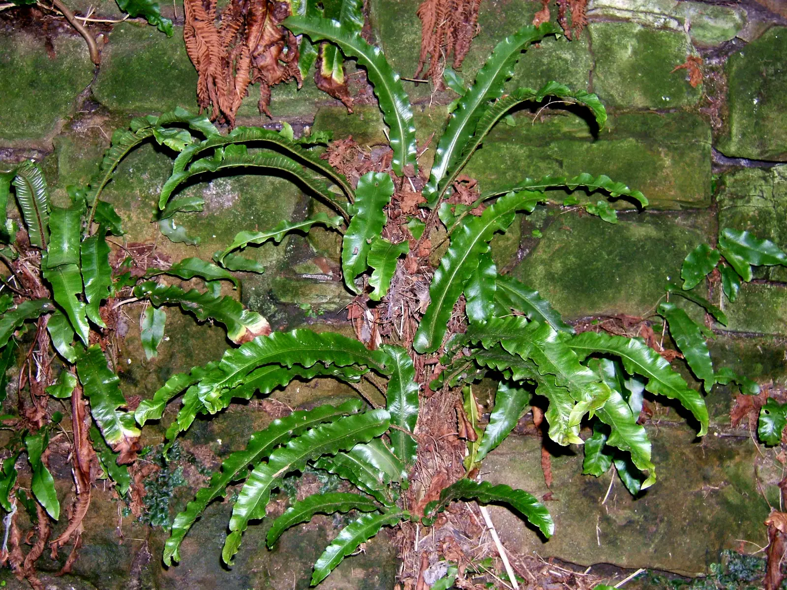 Skolopendrinė lapenė 'Undulatum' (Skolopendrinis papartis 'Undulatum')