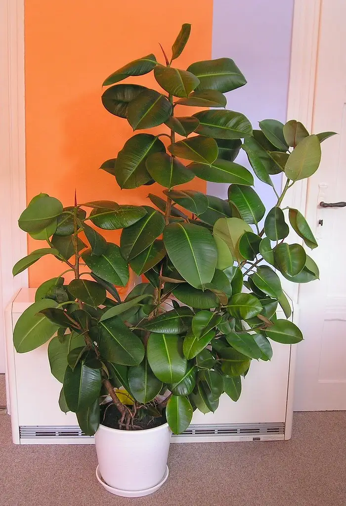 Guminis fikusas 'Robusta' (Fikusas)
