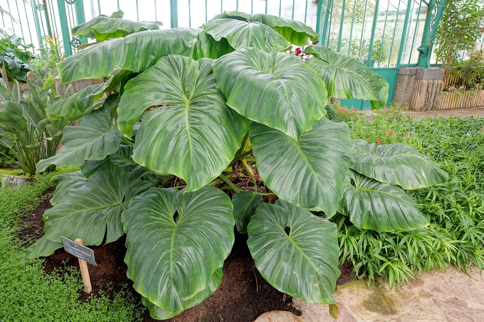 Širdžialapis filodendras (Paprastasis)