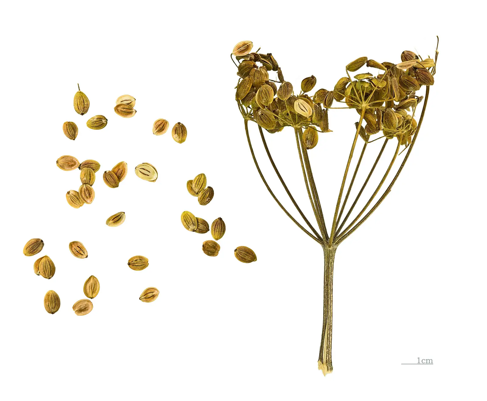 Pastinakas 'Hollow Crown'