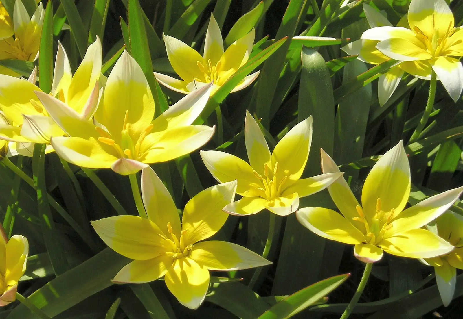 Botaninė tulpė Tarda