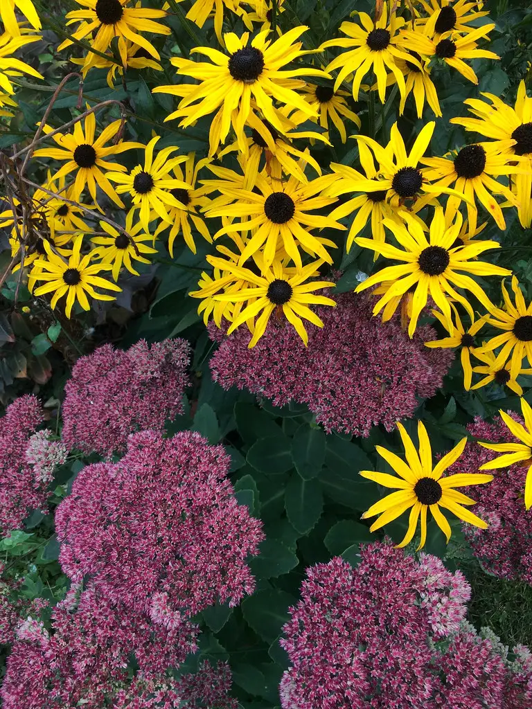 Plaukuotoji rudbekija 'Goldsturm' (Rudbeckia 'Goldsturm')