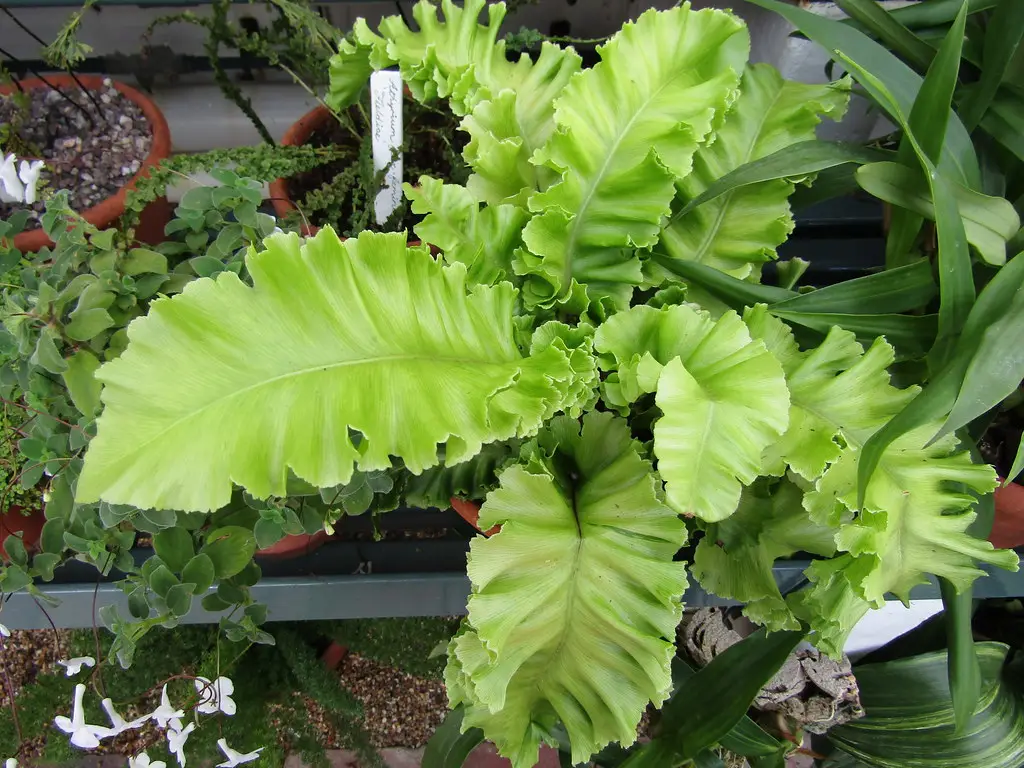 Liežuvinis paparstis 'Crispum'
