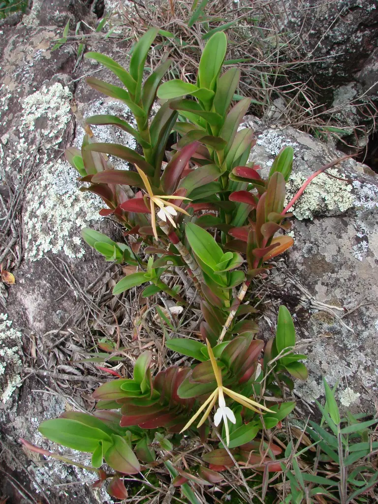 Epidendras 'Radiant'