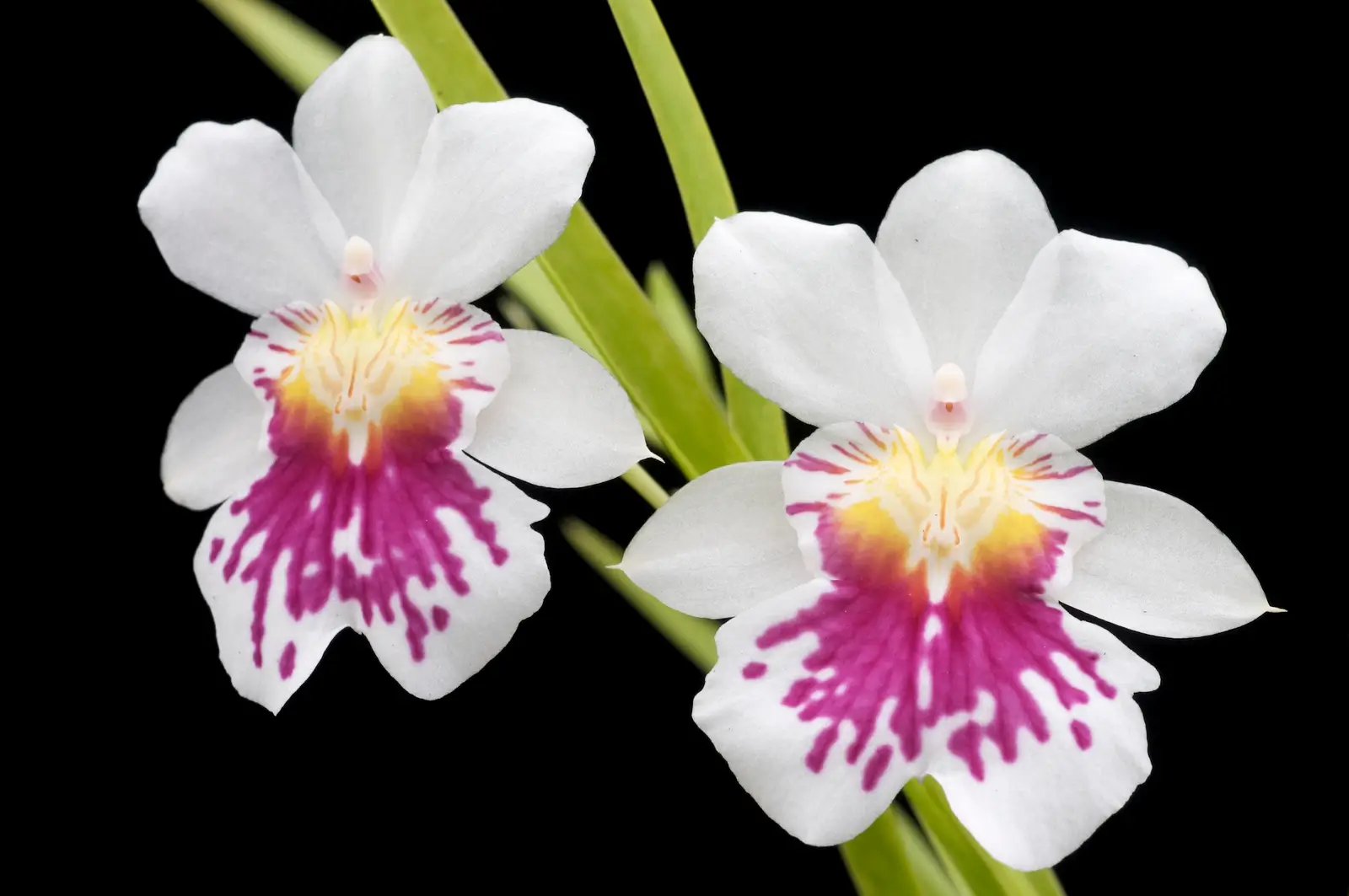 Miltoniopsis 'Hajime Ono'