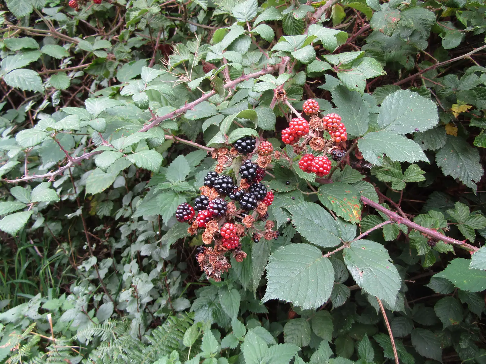Teiberis 'Tummelberry' (Tummelberry)