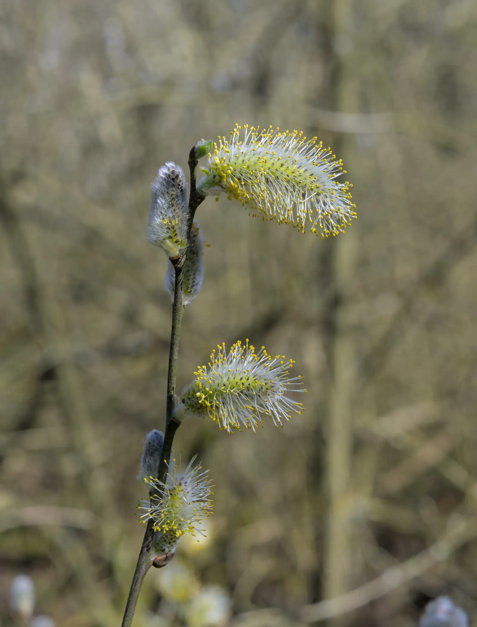 Gluosnis "Kilmarnock"