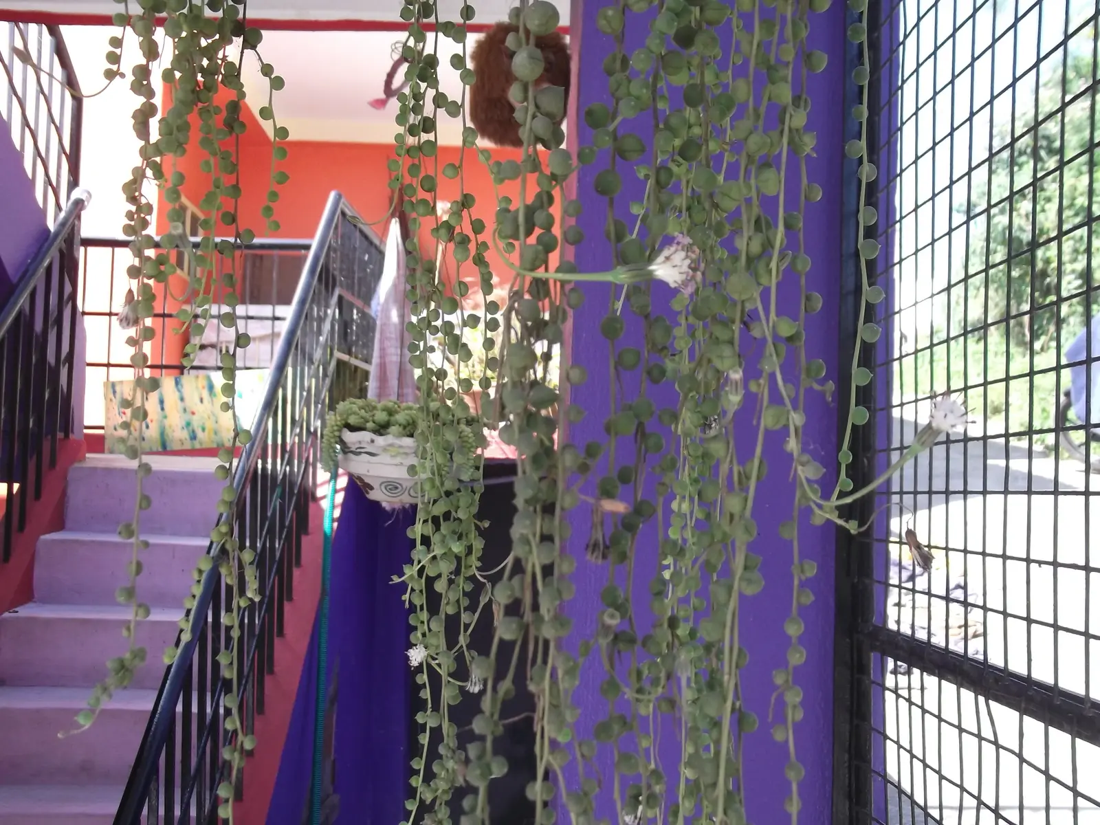 Žirnių girlianda (String of Pearls)