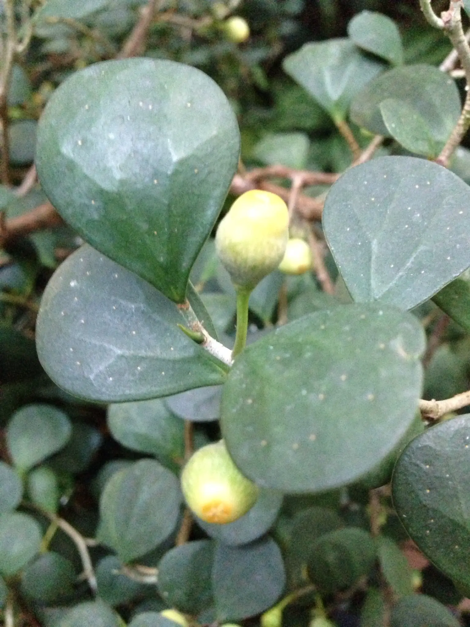 Figmedis 'White Lightning' (Deltinis figmedis)