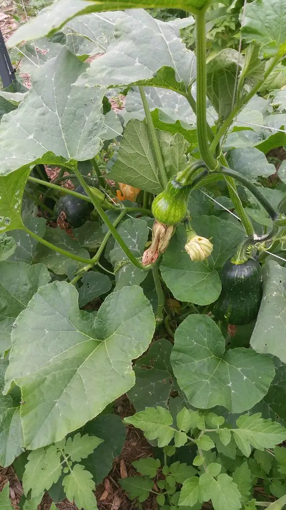 Medaus riešutinė moliūgė (Honeynut moliūgė)