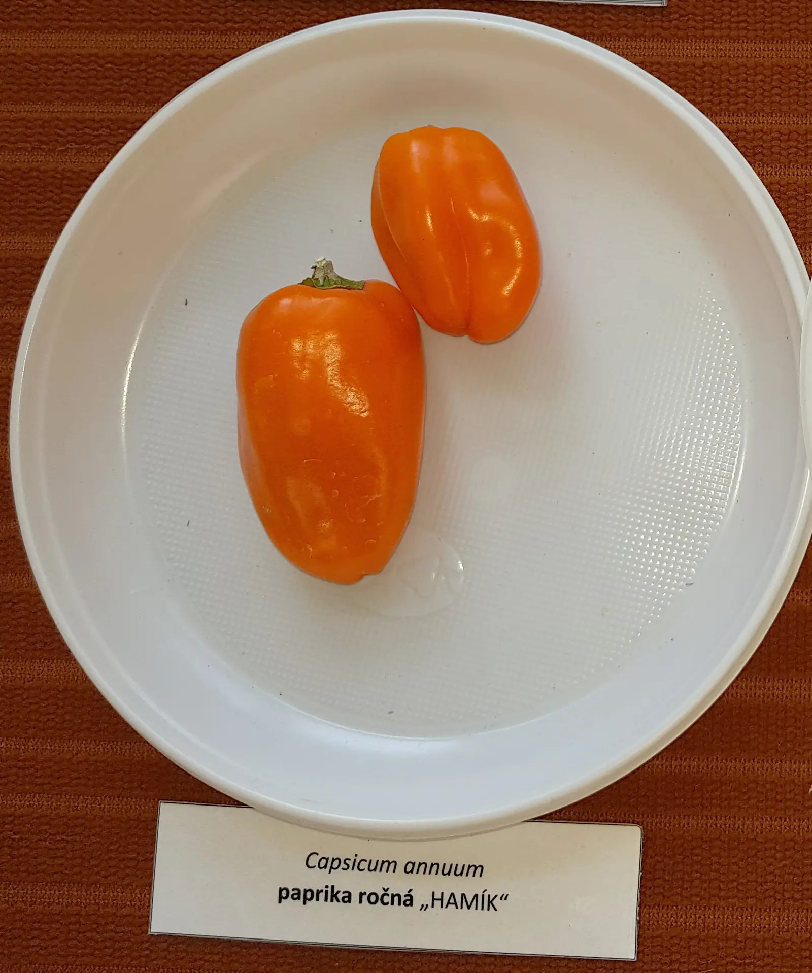 Paprika "Hamik"