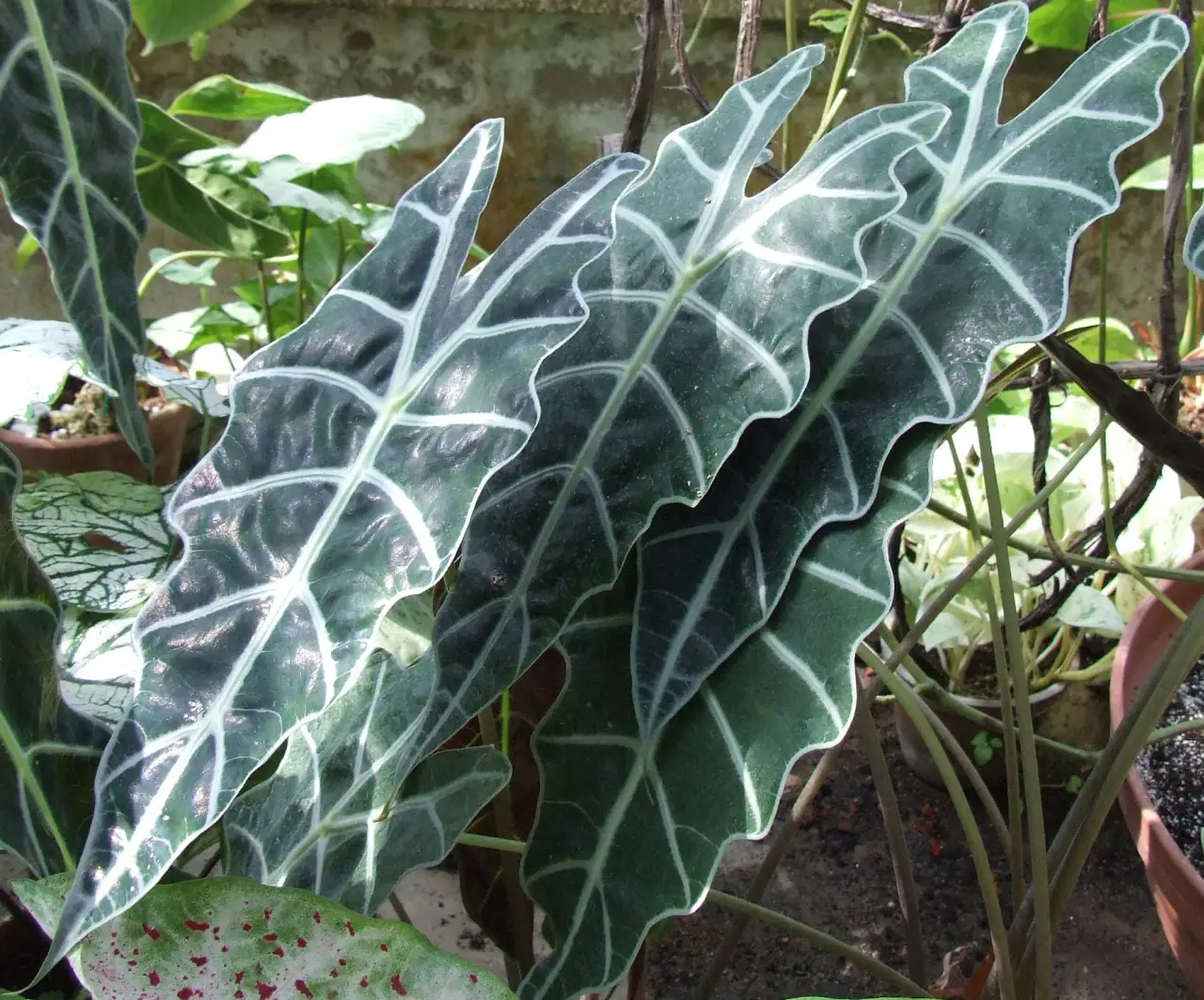 Alocasia (Dramblio ausis)