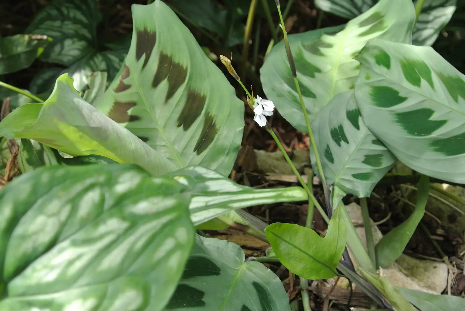 Dvispalvė maranta (Maldininkų gėlė)