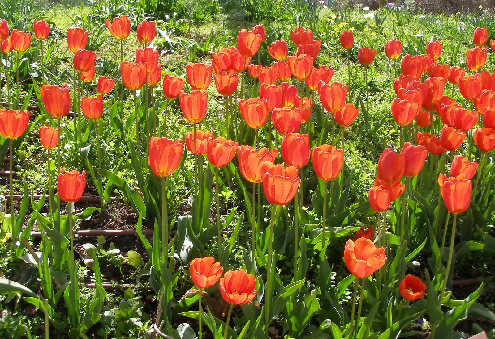 Botaninė tulpė 'Danique'