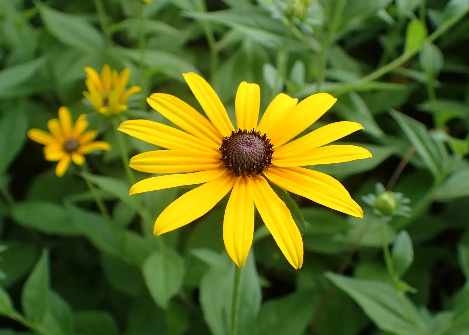 Rudbeckija