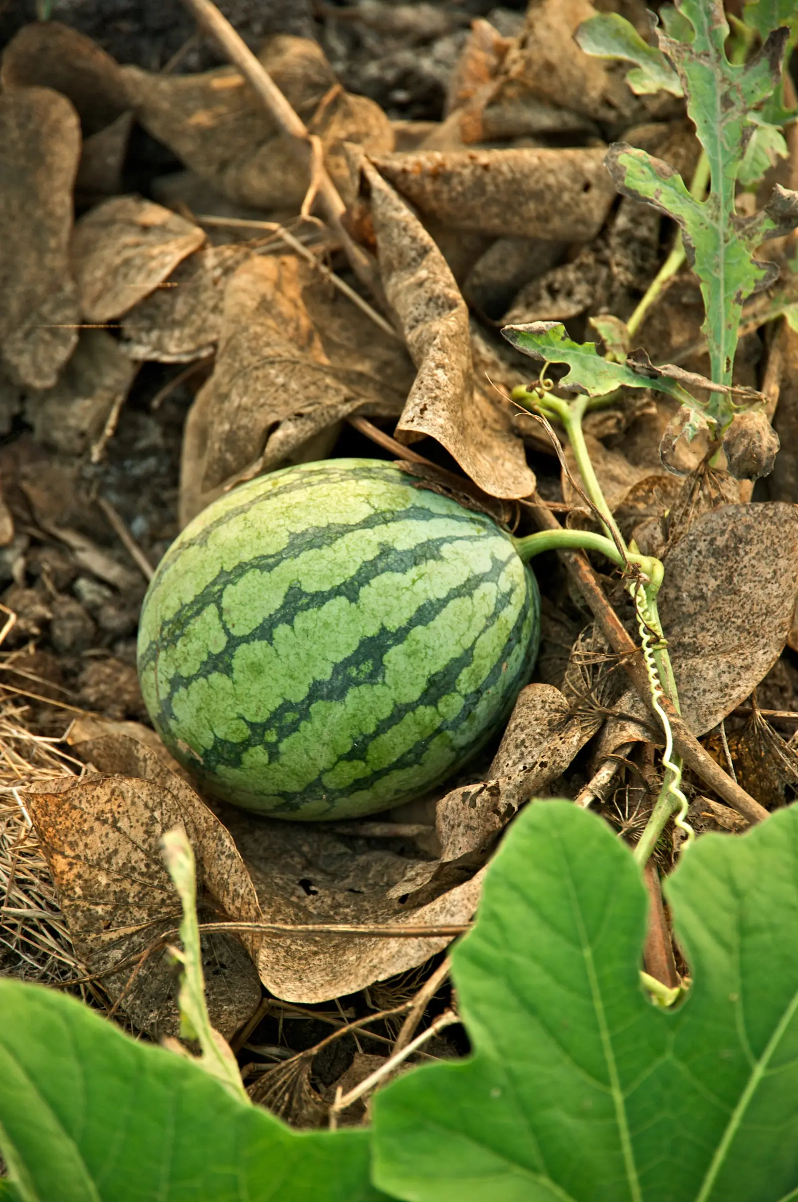 Arbūzas 'Mini Love' (Citrullus lanatus 'Mini Love')