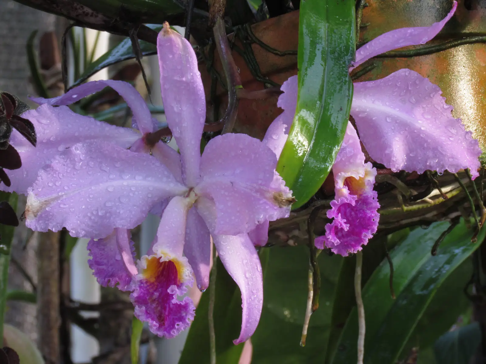 Mosso katlėja 'Alba' (Velykų orchidėja)