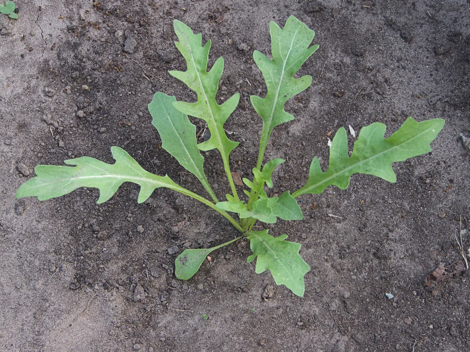 Rukola Wasabi