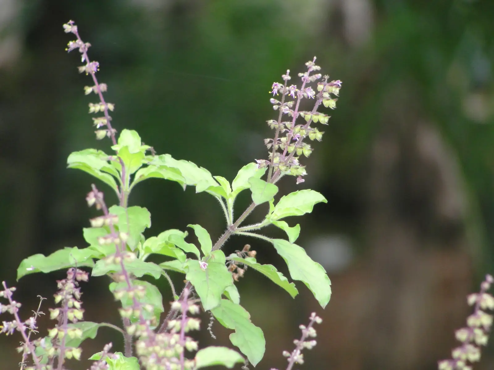 Tulsi (Šventasis bazilikas)