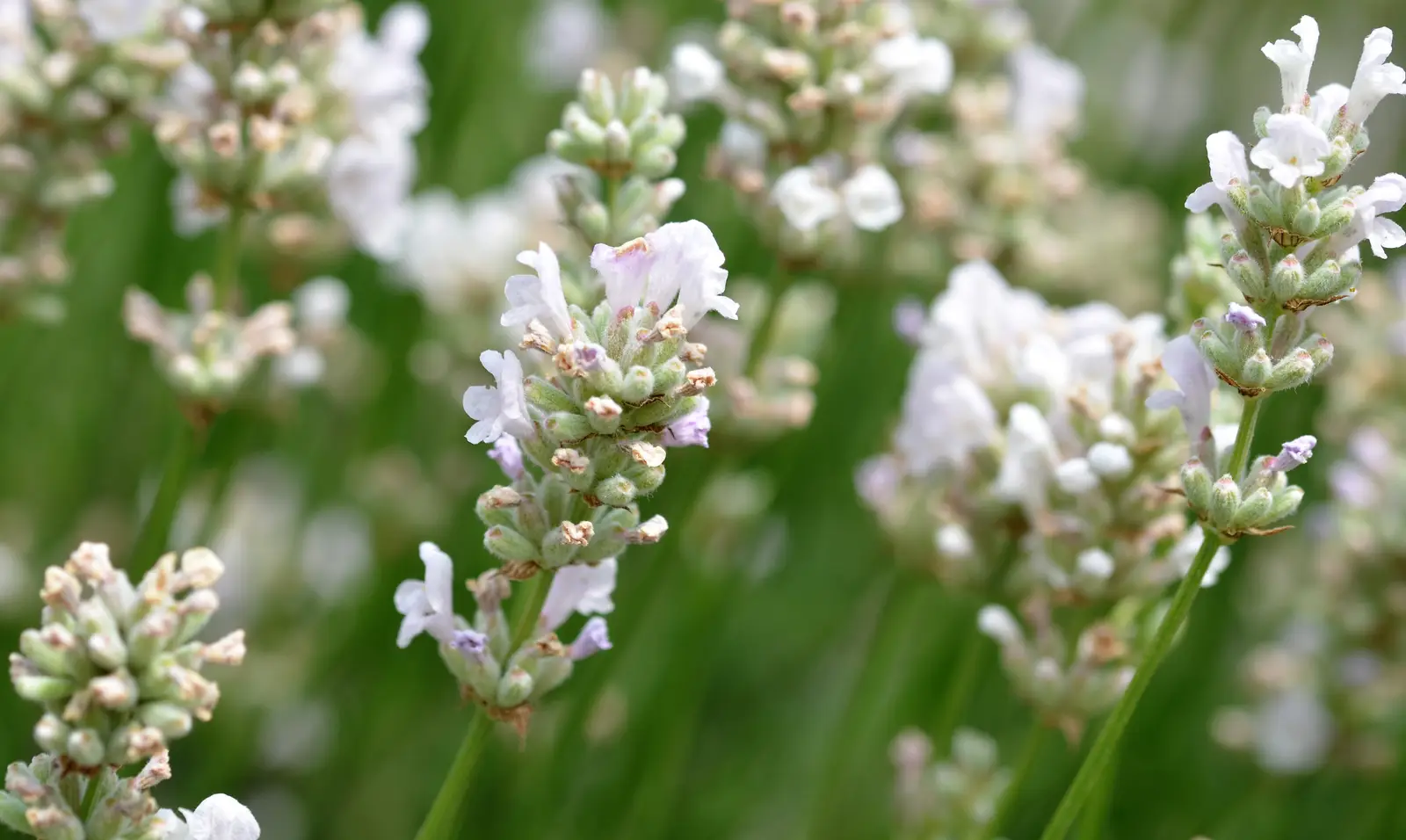 Baltoji siauralapė levanda 'Alba'