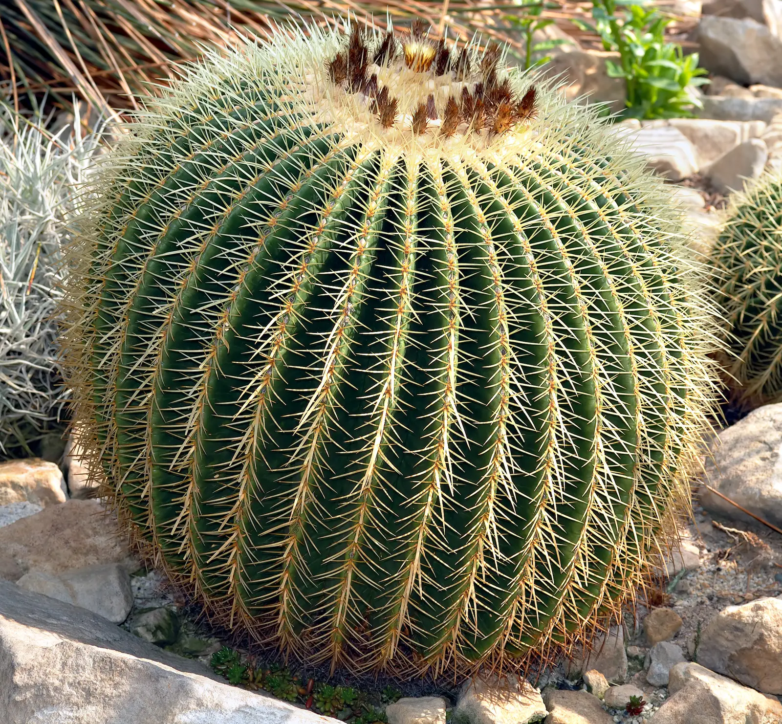 Auksaspinglis ežinis kaktusas 'Albispina' (Auksinė statinė 'Albispina')