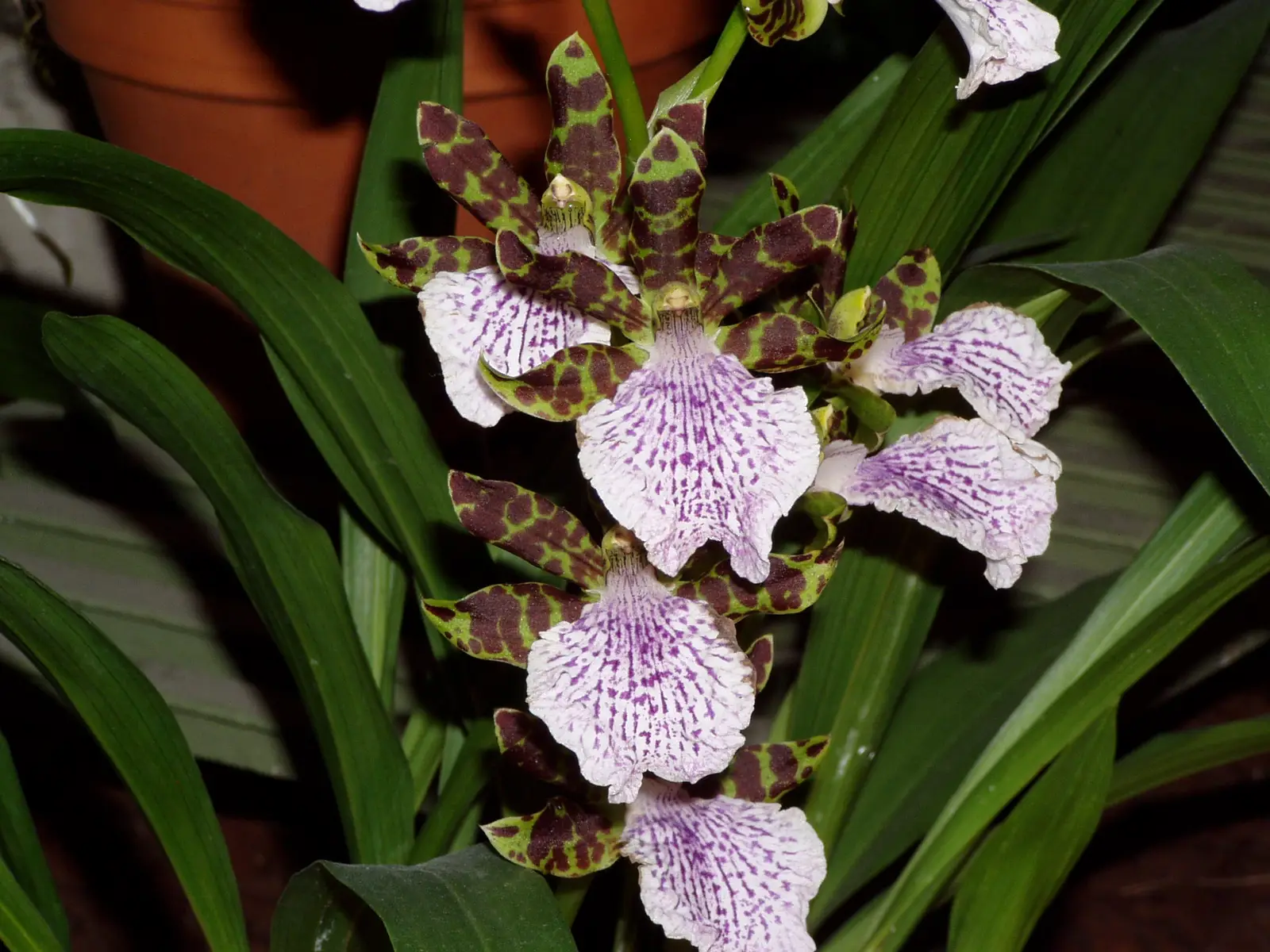 Zygopetalum intermedium (Tarpinė zygopetalė)