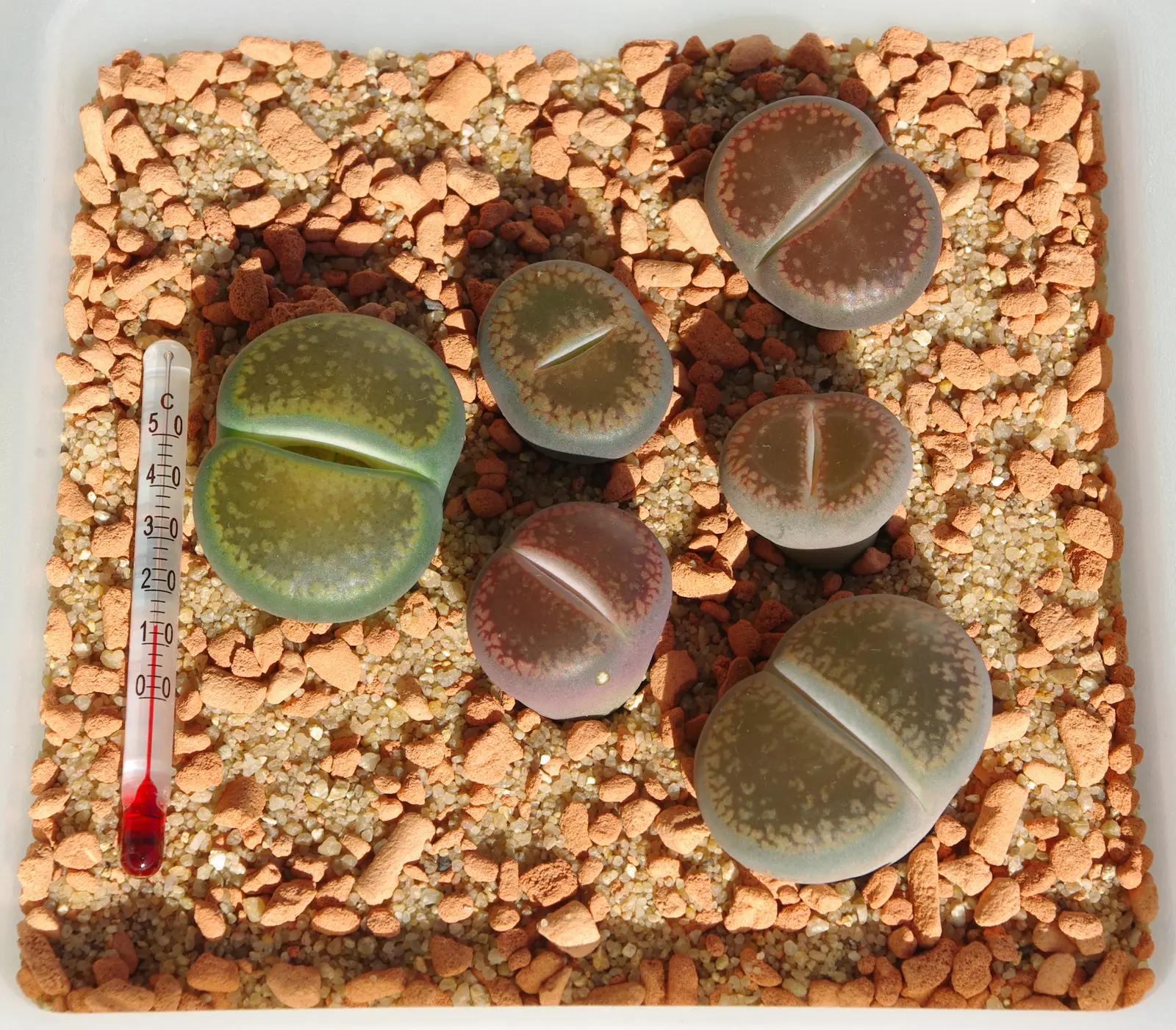 Gyvieji akmenys 'Betty's Beryl' (Lithops aucampiae 'Betty's Beryl')