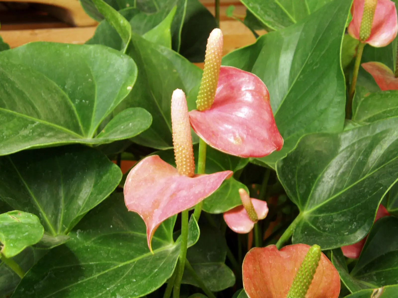 Antūrija 'Lilli' (Flamingo gėlė)