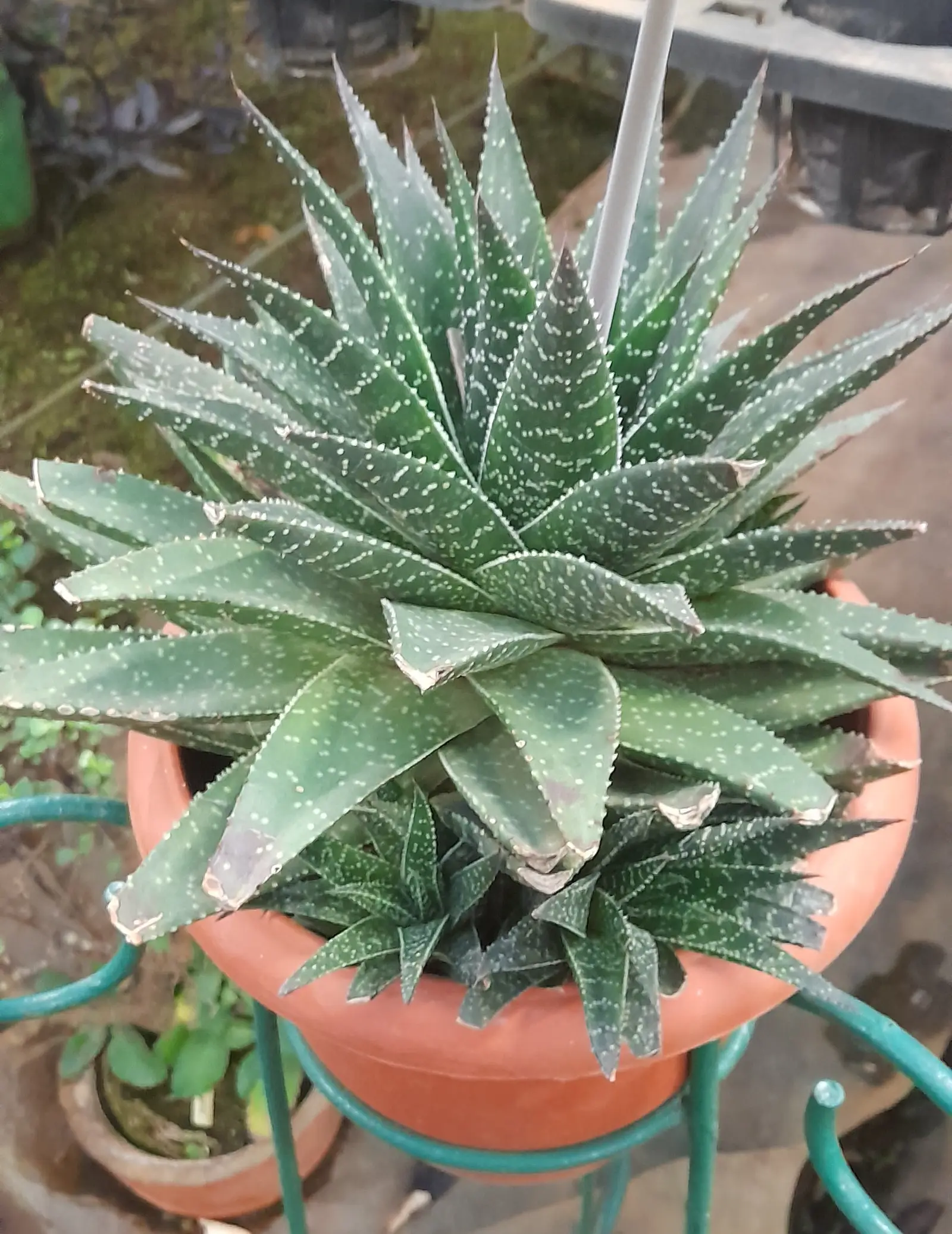Plaukuotoji alavija 'Cosmo' (Lace Aloe 'Cosmo')