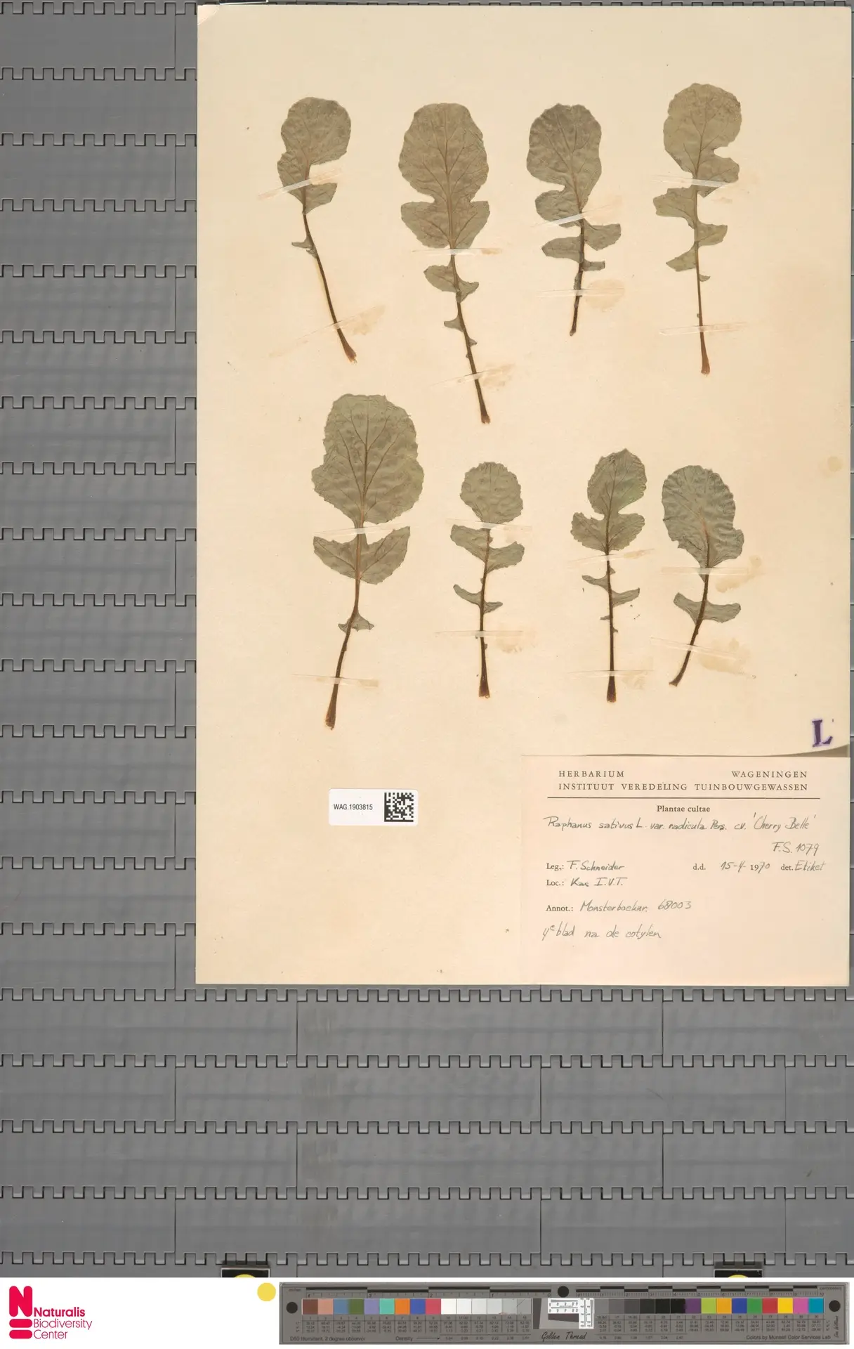 Ridikas 'Cherry Belle' (Raphanus sativus 'Cherry Belle')