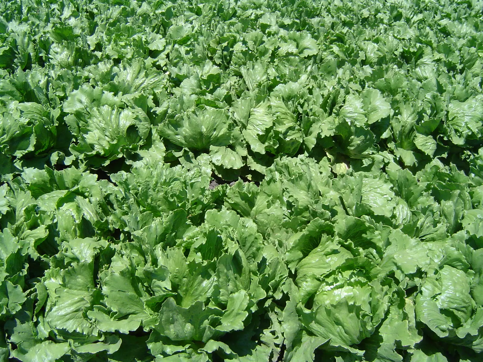 Salotos "Rouge d'Hiver"