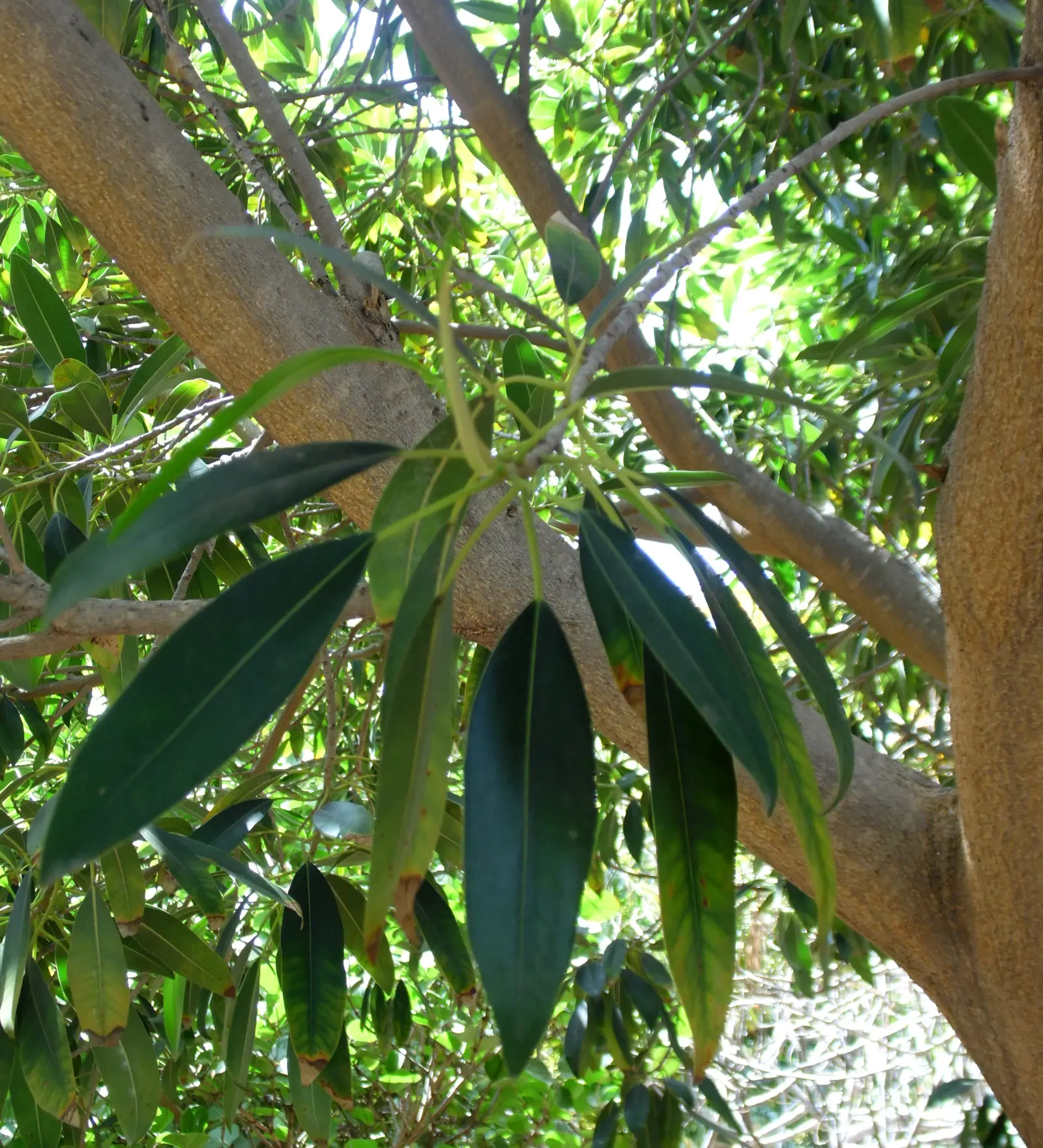 Binendijkio fikusas 'Amstel Queen' (Siauralapis fikusas)