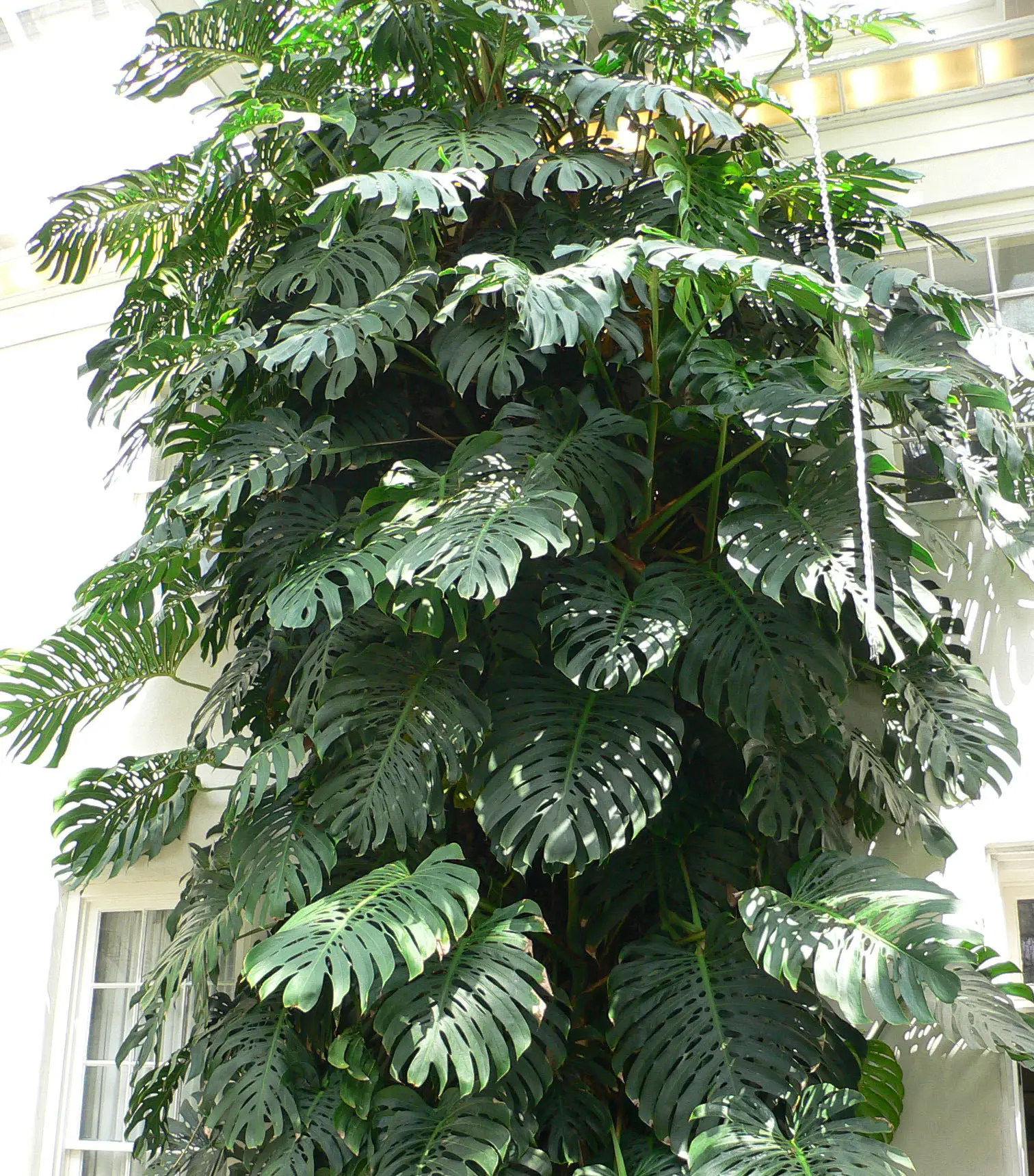Monstera 'Thai Constellation' (Monstera deliciosa 'Thai Constellation')