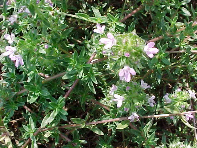 Citrininis kmyninis čiobrelis (Thymus herba-barona 'Lemon Scented')