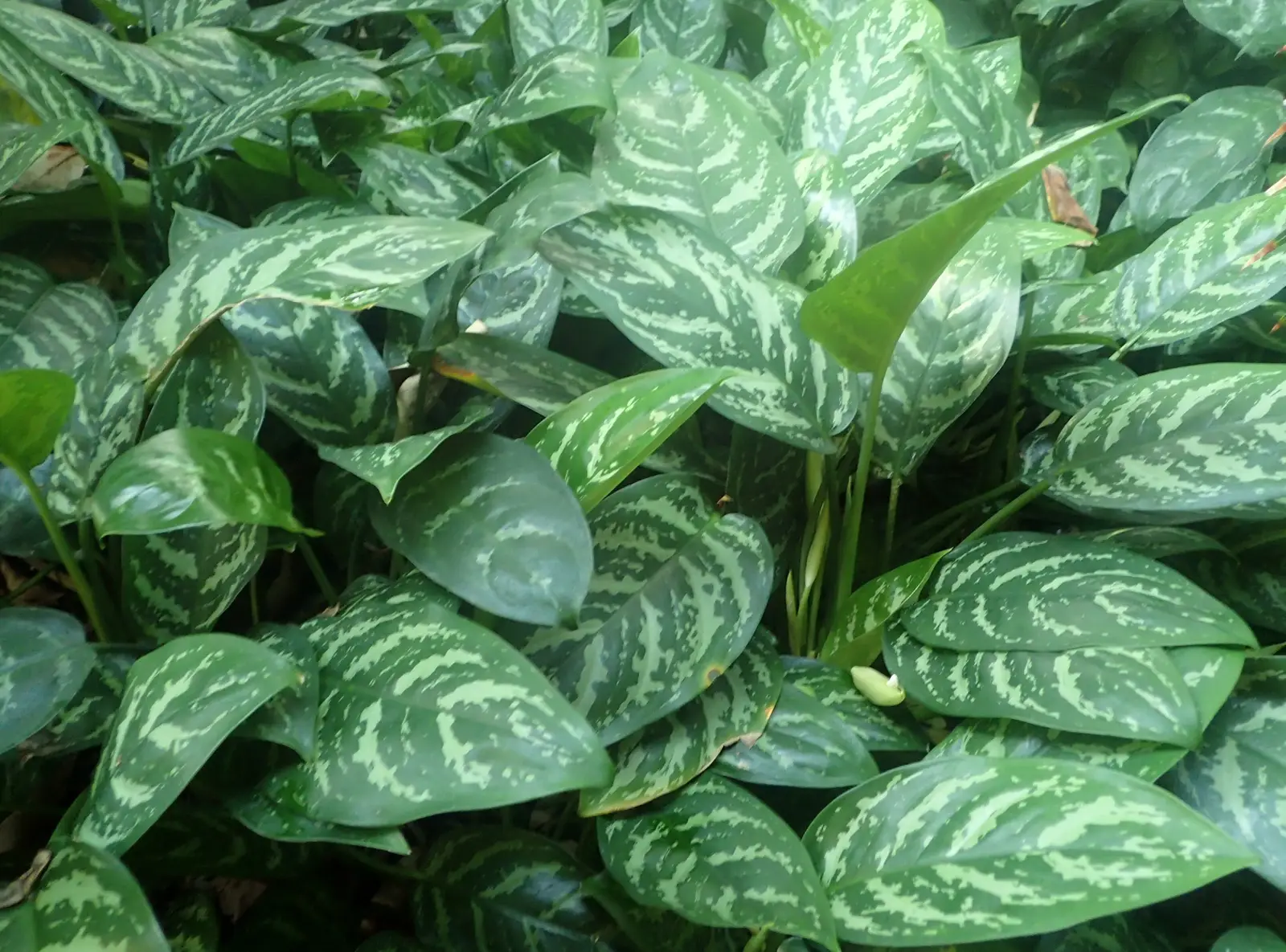 Aglaonema 'Emerald Bay' (Kinijos amžinžalis)