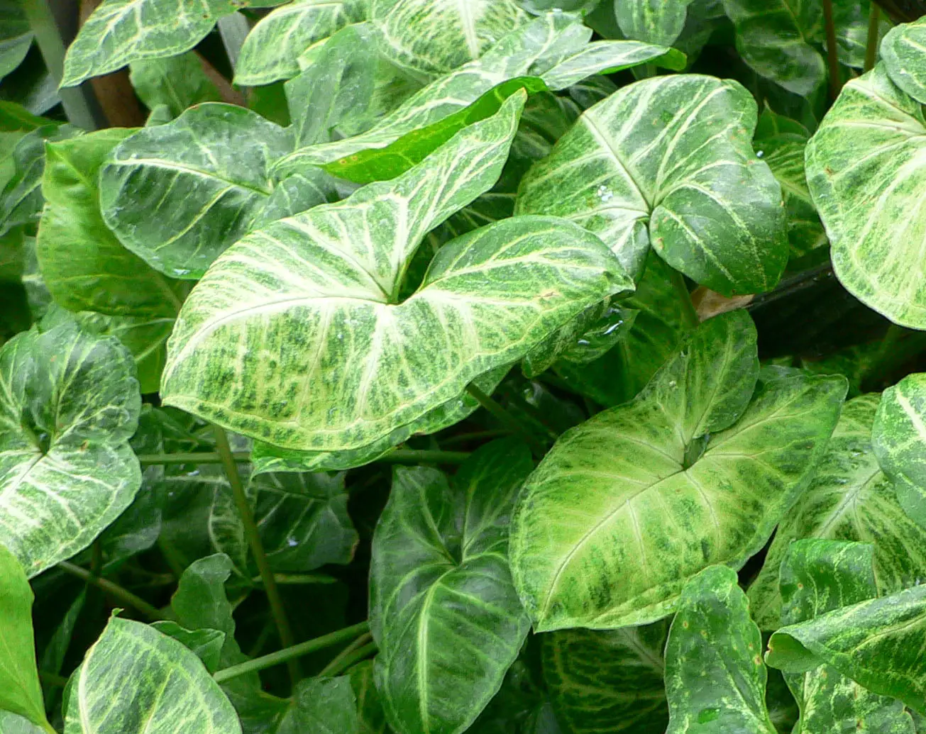 Margalapis singonis 'Albo Variegatum' (Strėlialapis singonis)
