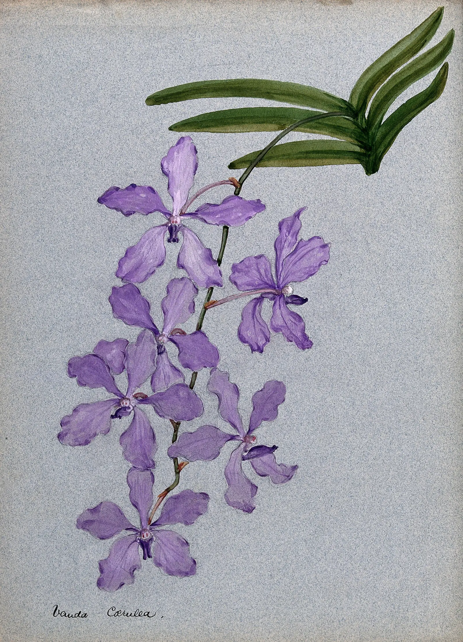Mėlynoji vanda (Mėlynoji orchidėja)
