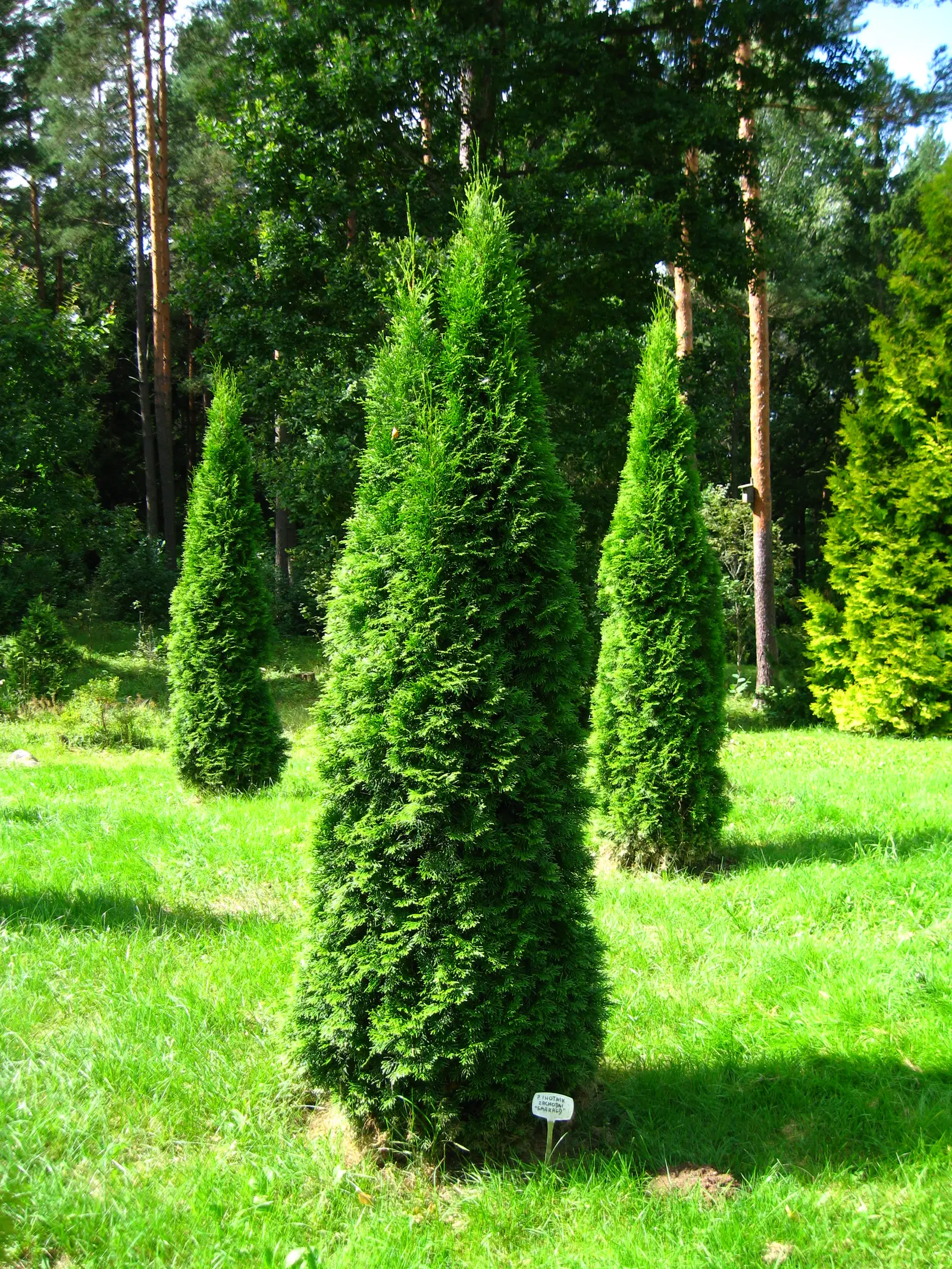 Tuja Smaragd