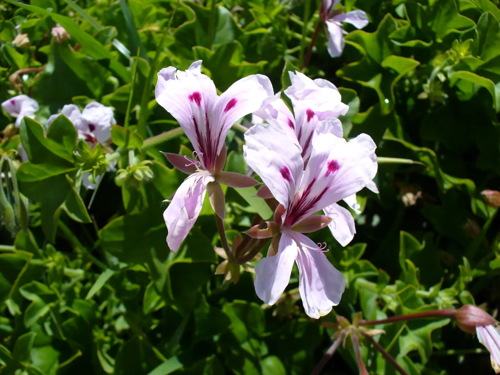 Gebeninė pelargonija 'Mexicana' (Ivy-leaf Geranium 'Mexicana')