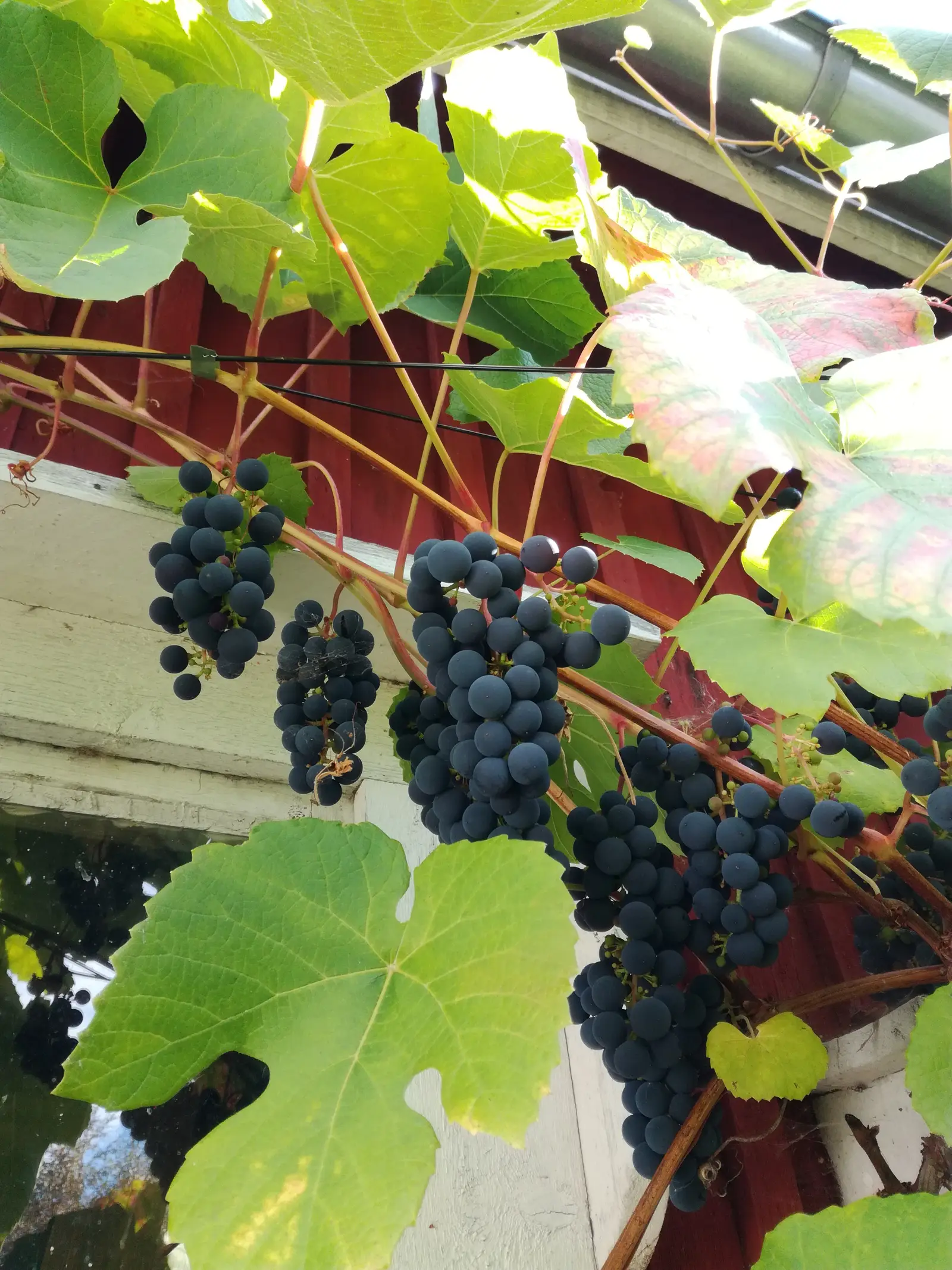 "Zilga" vynuogė (Vitis 'Zilga')