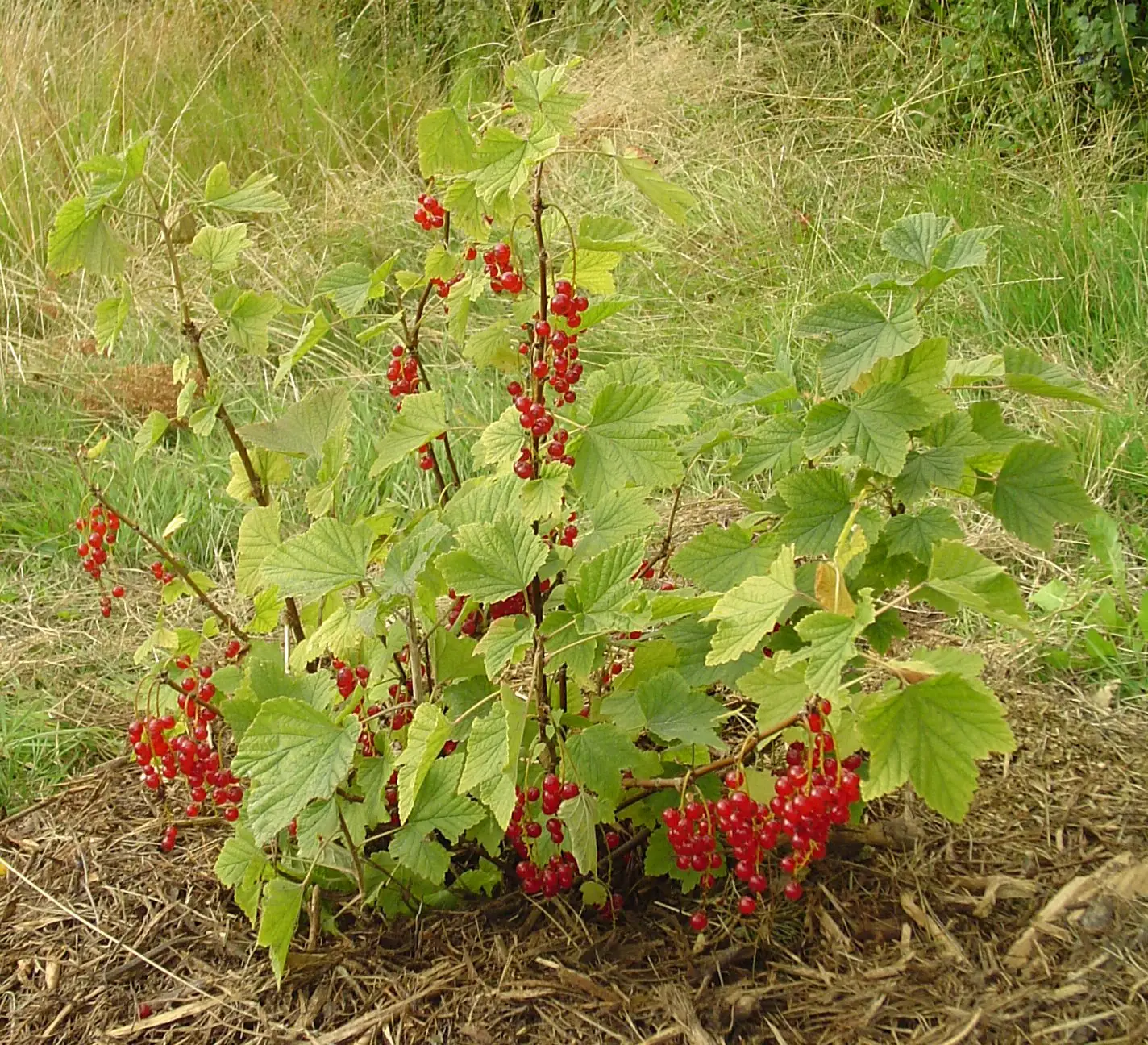Baltasis serbentas 'Blanka'