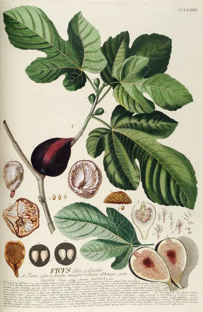 Figmedis 'Black Mission'