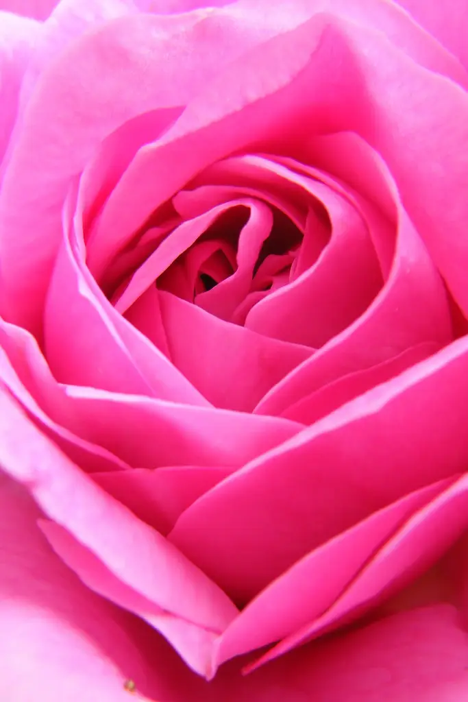 Rožė 'Gertrude Jekyll' (Klasikinė angliška rožė)