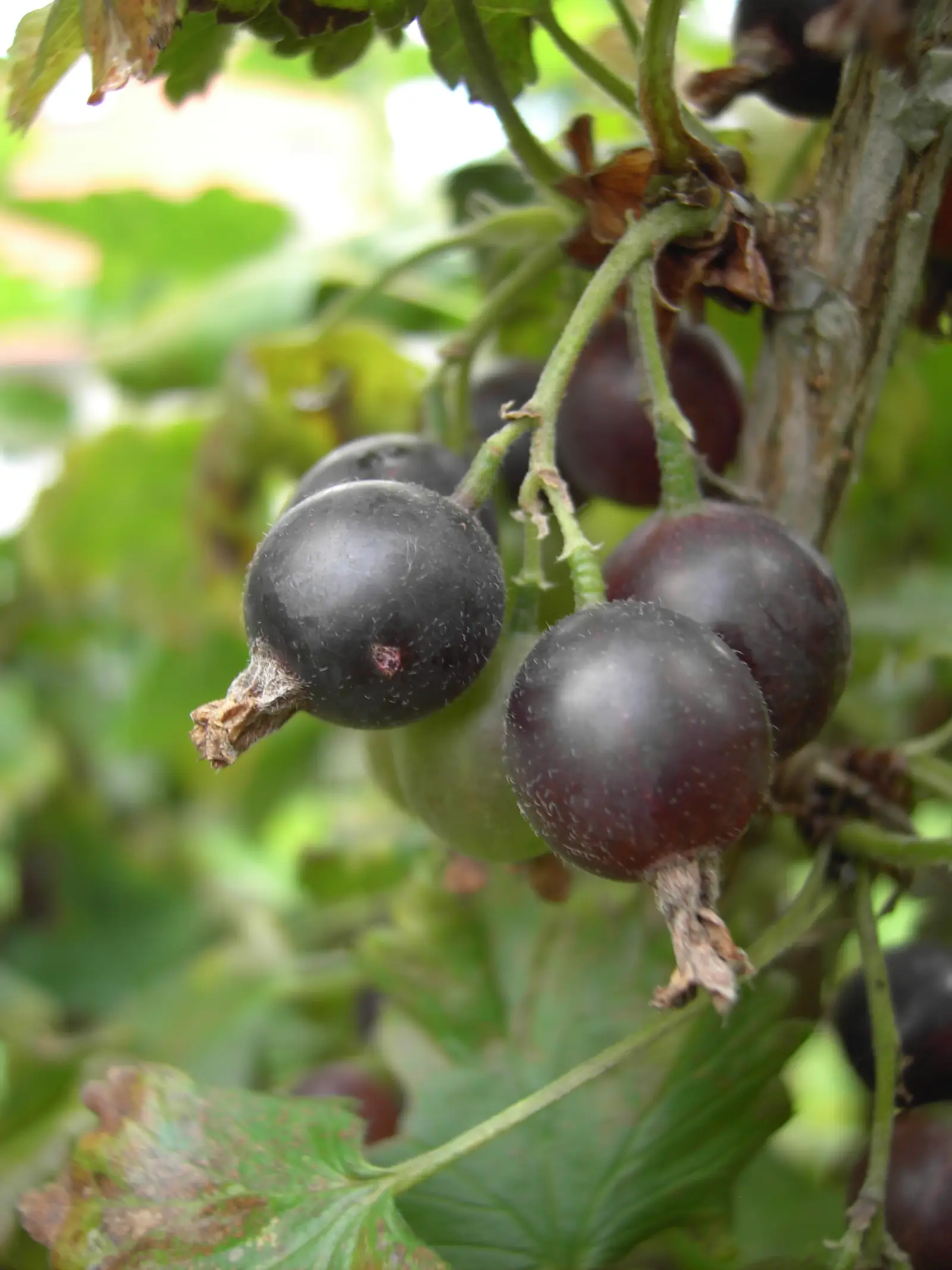 Josta (Serbentagrastis Josta)