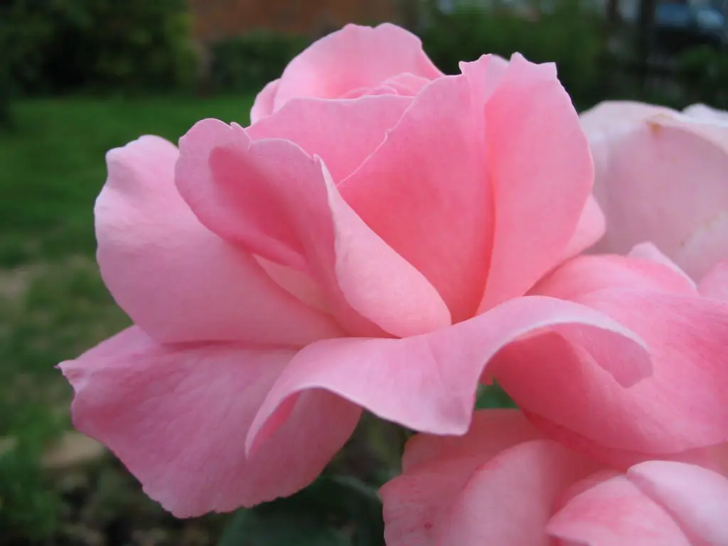 Karalienė Elžbieta Rožė (Rosa 'Queen Elizabeth')