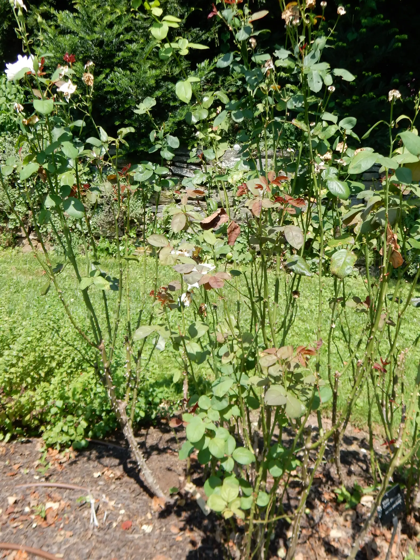 Baltosios Karalienės Elžbietos rožė (Rosa 'White Queen Elizabeth')