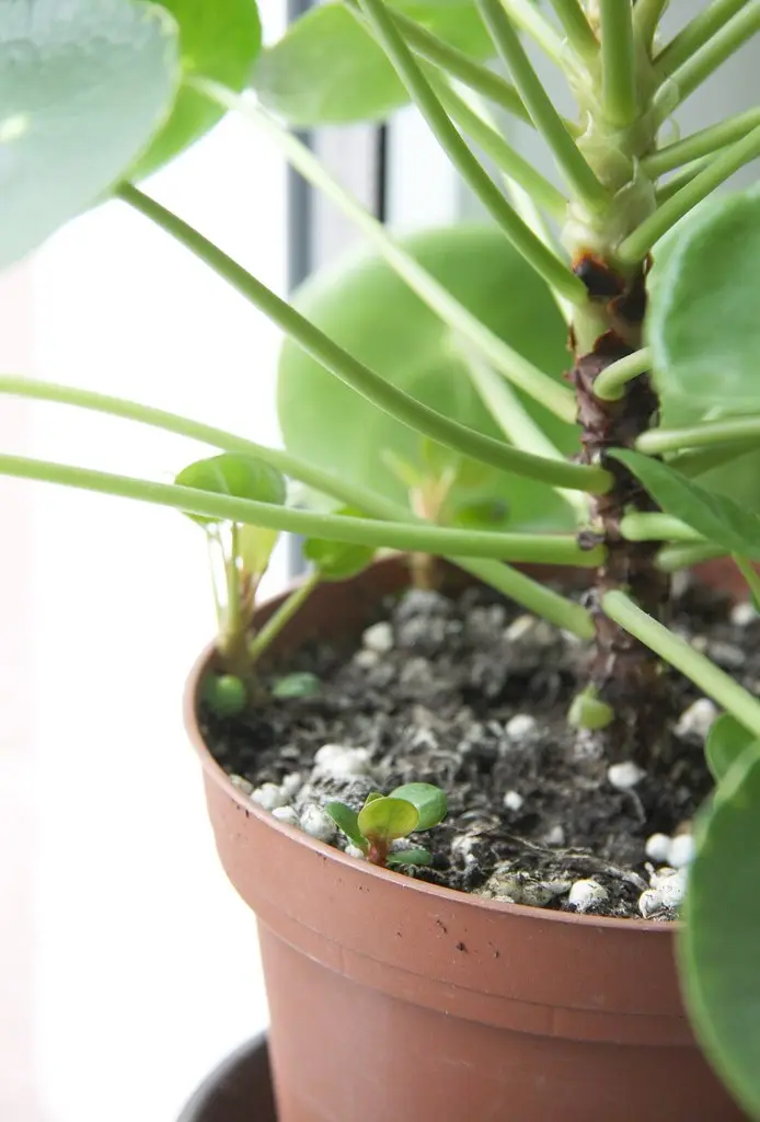 Pilea (Pinigų augalas)
